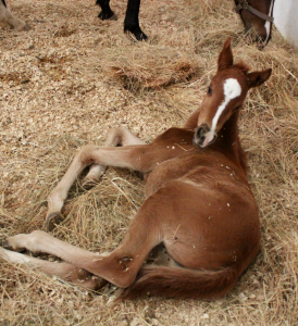 Cavallo-horse