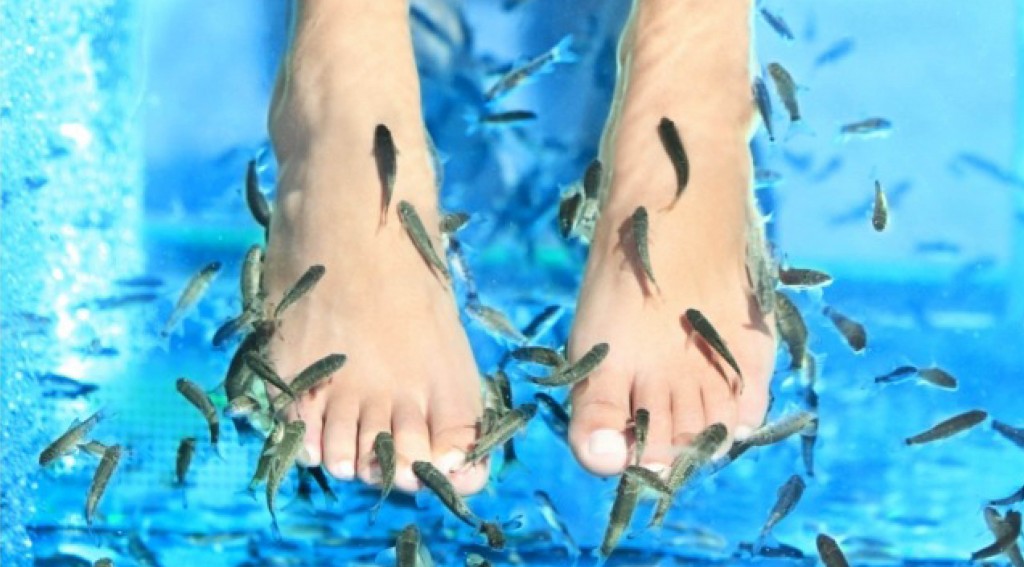 Doktor fish, fakta om alanya tyrkiet, Fiskespa i alanya, dr fish i alanya, hamam alanya, fiskespa, fishspa, tyrkisk bad i alanya, bedste tyrkiske bad