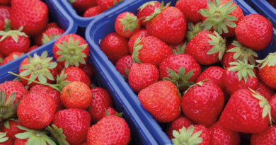 Jordbær, tyrkiske jordbær, Tyrkisk parlør, dansk tyrkisk parlør, tyrkiske frugter, frugt parlør, grøntsags parlør, marked i Alanya, bazar