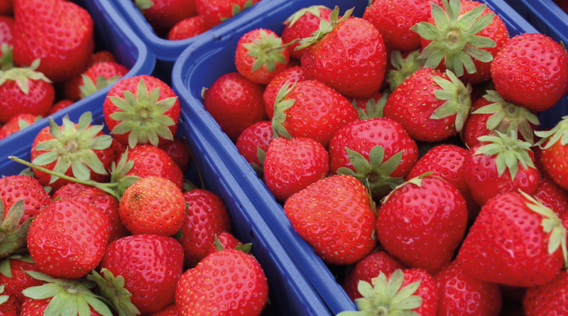 Jordbær, tyrkiske jordbær, Tyrkisk parlør, dansk tyrkisk parlør, tyrkiske frugter, frugt parlør, grøntsags parlør, marked i Alanya, bazar