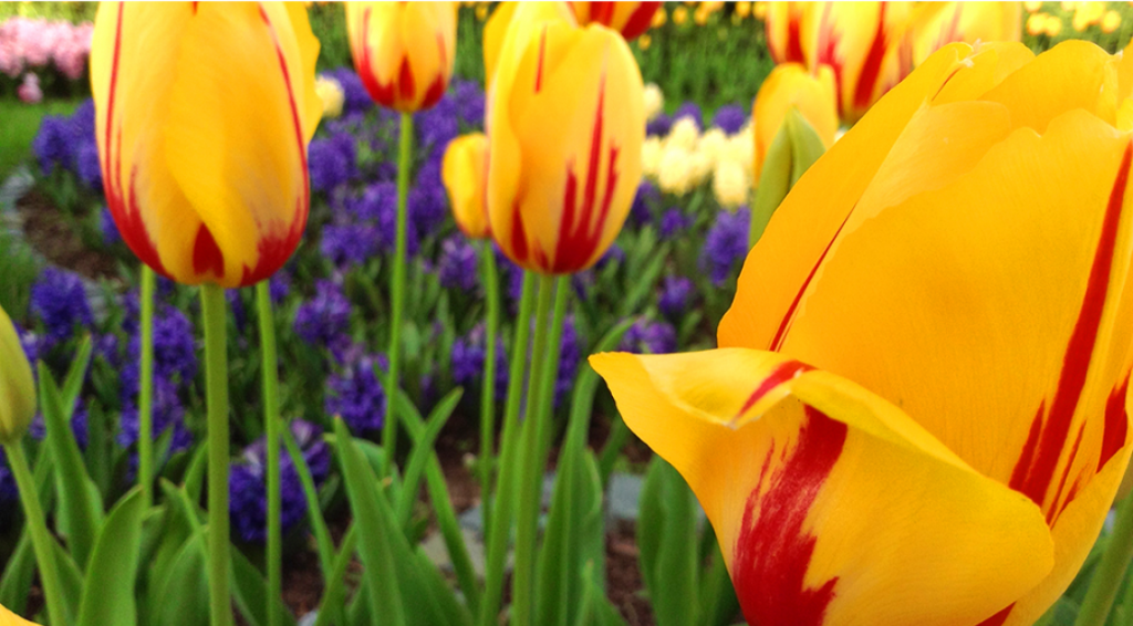 Tyrkiets nationalblomst, Tyrkiets nationalblomst er tulipan, tulipan på tyrkisk, hvad er tyrkiets nationalblomst, fakta om tyrkiet, fakta om alanya