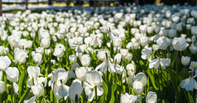 Tyrkiets nationalblomst, Tyrkiets nationalblomst er tulipan, tulipan på tyrkisk, hvad er tyrkiets nationalblomst, fakta om tyrkiet, fakta om alanya, tulipaner Alanya, Alanya blosmter, alanya forår