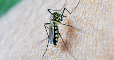 gode råd mod myg, gode råd mod myg i Alanya, alanya myg, er der myg i alanya, undgå myggestik, undgå myg på ferien, undgå myg. myg i alanya, myg i tyrkiet