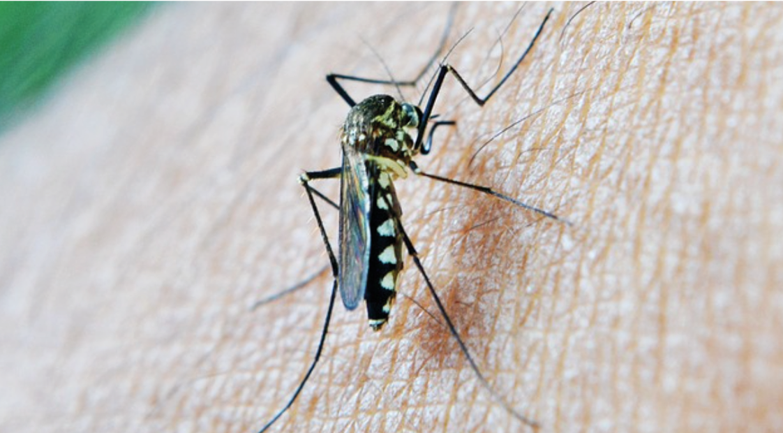 Gode råd mod myg i Alanya • Alanya.Dk - Den store til Alanya