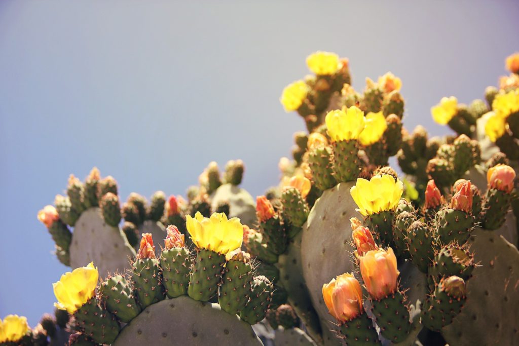 spiselig kaktus, kaktus knop, spiselig kaktus knopper, spiselige kaktus knupper, spis en kaktus, tyrkiske specialiteter, specialiteter fra tyrkiet, kaktusfigner