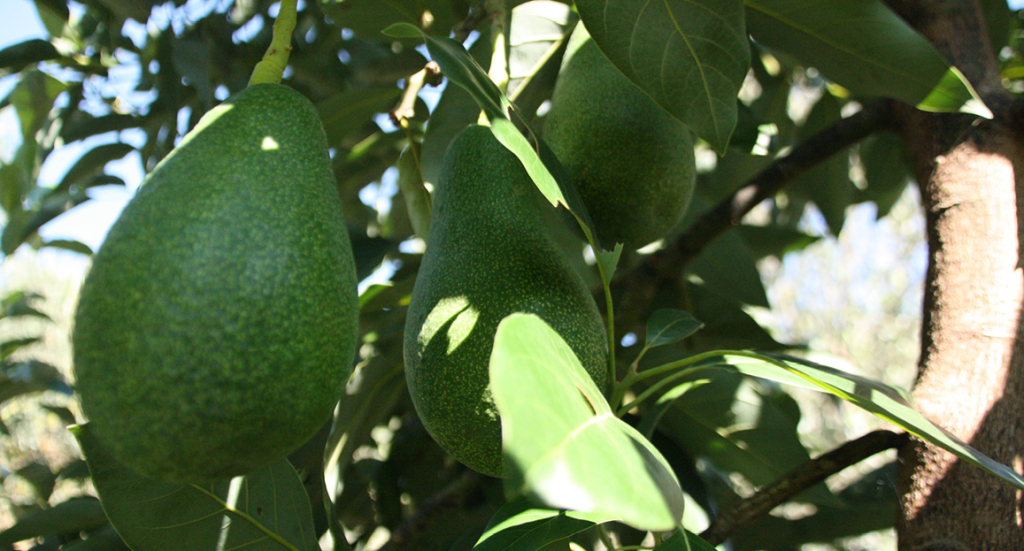 avokado, fakta om avokado, guide til avokado, gode grunde til at spise avokado