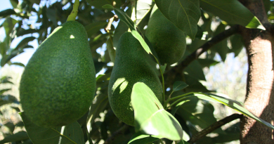 avokado, fakta om avokado, guide til avokado, gode grunde til at spise avokado