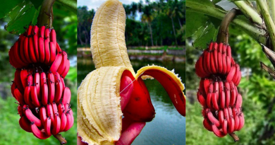 røde bananer, rød banan, alanya banan, bananer alanya, frugter i tyrkiet, tyrkiske frugter