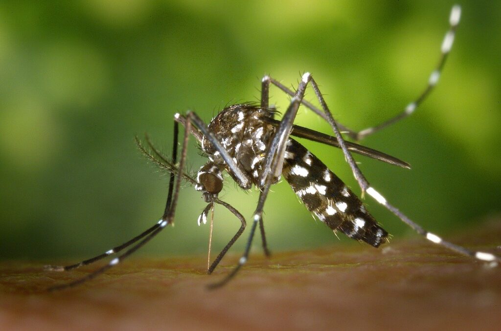gode råd mod myg, gode råd mod myg i Alanya, alanya myg, er der myg i alanya, undgå myggestik, undgå myg på ferien, undgå myg. myg i alanya, myg i tyrkiet