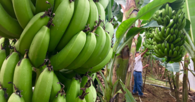 Kom tæt på Alanya’s bananproduktion banantur, eurodan banantur, se banan plantage, udflugter i alanya, alanya udflugter, alanya seværdigheder, Alanya eurodan,bananer fra alanya, frugt fra alanya, alanya dk, alt om alanya, fakta om alanya, info om alanya