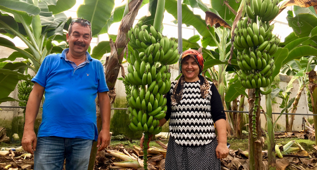 banantur, eurodan banantur, se banan plantage, udflugter i alanya, alanya udflugter, alanya seværdigheder, Alanya eurodan,bananer fra alanya, frugt fra alanya, alanya dk, alt om alanya, fakta om alanya, info om alanya