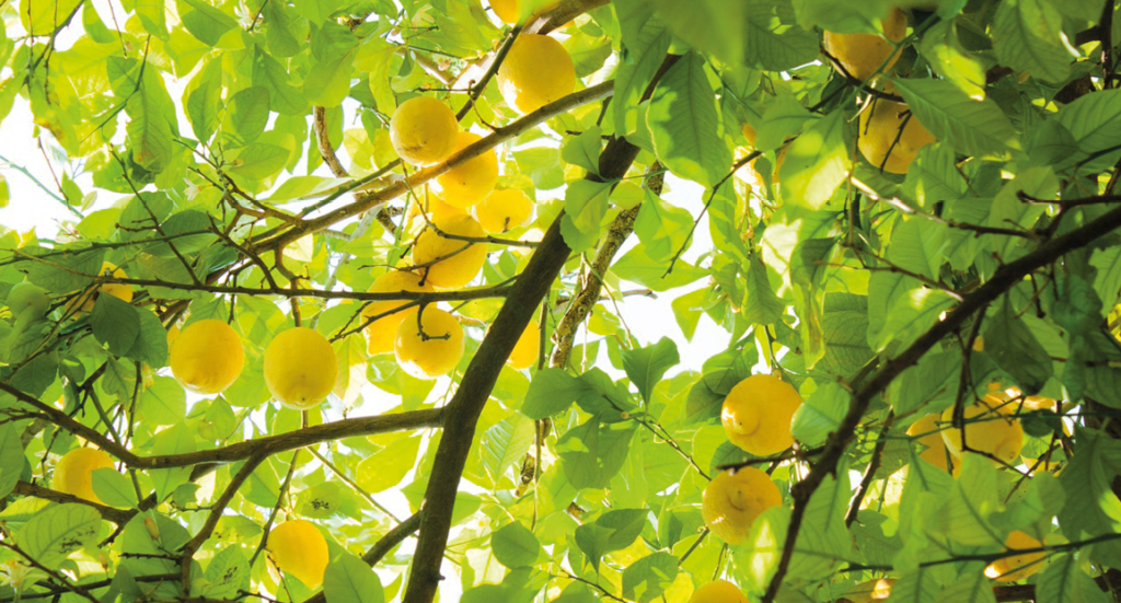 citroner, citron historie, fakta om citroner, alanya, frugter fra alanya, alanya frugter