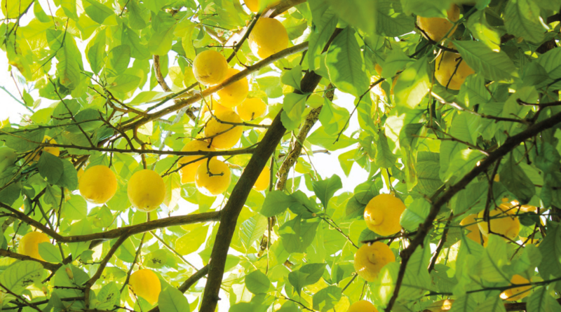 citroner, citron historie, fakta om citroner, alanya, frugter fra alanya, alanya frugter