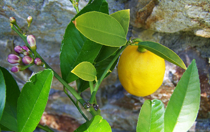 citroner, citron historie, fakta om citroner, alanya, frugter fra alanya, alanya frugter