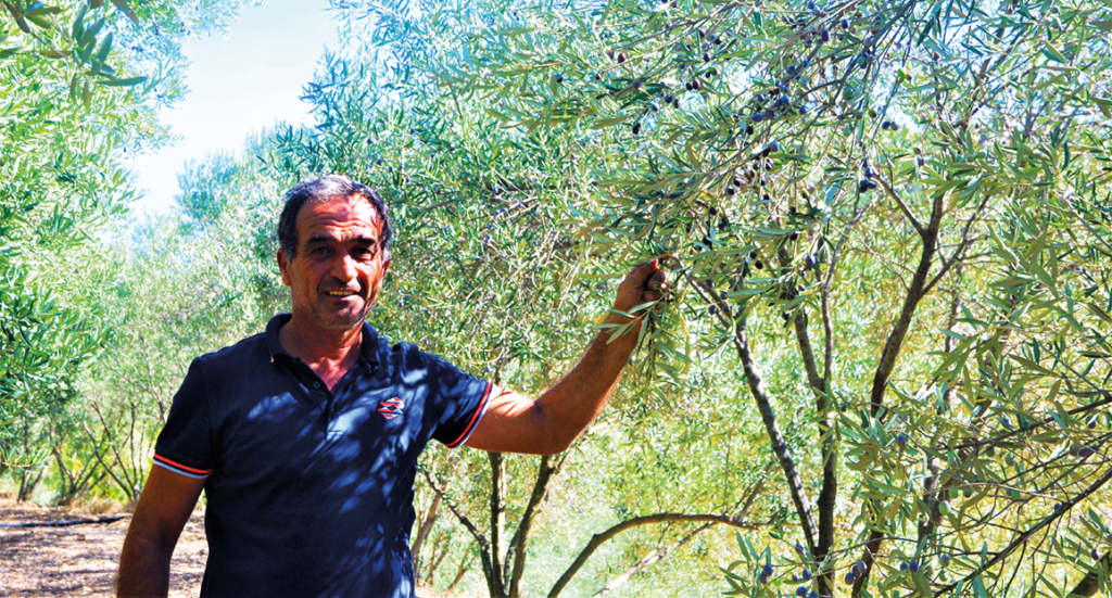 olivenproduktion, oliven fra tyrkiet, tyrksike oliven, sådan producere du oliven, oliven produktion, oliven fra Alanya