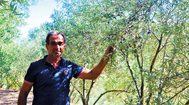 olivenproduktion, oliven fra tyrkiet, tyrksike oliven, sådan producere du oliven, oliven produktion, oliven fra Alanya