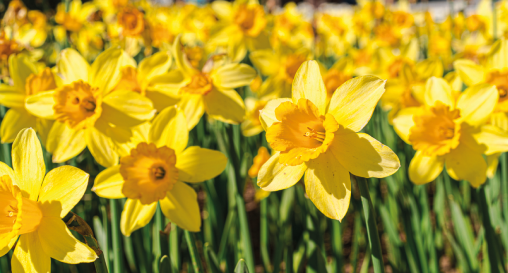 narcissus, påskeliljer, profeten muhammed og påske liljer, historier om påskeliljer, islam og påske, islam og påskeliljer