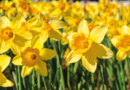 narcissus, påskeliljer, profeten muhammed og påske liljer, historier om påskeliljer, islam og påske, islam og påskeliljer
