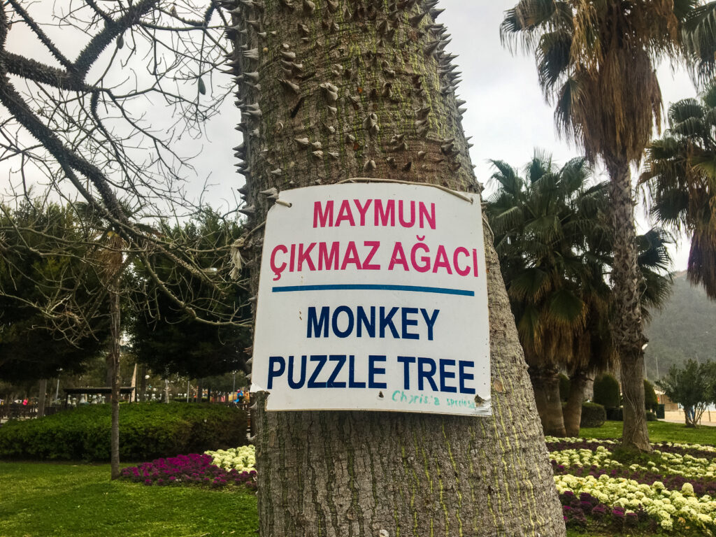 Ceiba speciosa, Brasiliansk floretsilketræ, træ med pigge, pigge træ, damlatas parken, parken i Damlatas, Alanya parker