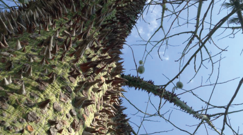 Ceiba speciosa, Brasiliansk floretsilketræ, træ med pigge, pigge træ, damlatas parken, parken i Damlatas, Alanya parker