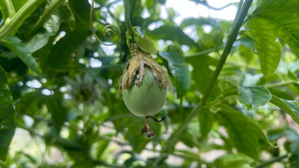 passionsfrugt, Alanya passionsfrugt, eksotiske frugter fra Tyrkiet, eksotiske frugter fra Alanya, Alanya eksotiske frugter, hvor gror passionsfrugter,